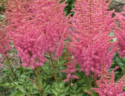 Astilbe Rise And Shine, Astilbe Hybrid
Proven Winners
Sycamore, IL
