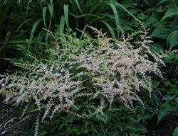 Astilbe Sprite, Groundcover Astilbe
Millette Photomedia

