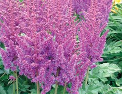 Astilbe Superba, Tall Shade Plant
Millette Photomedia
