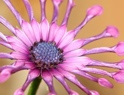 Astra Purple Spoon African Daisy, Osteospermum Ecklonis
Shutterstock.com
New York, NY
