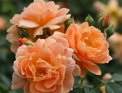 At Last Rosa, Peach-Orange Rose
Proven Winners
Sycamore, IL