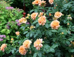 At Last Rosa, Rose, Proven Winners
Proven Winners
Sycamore, IL