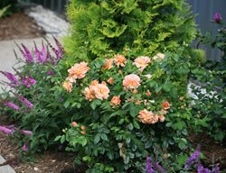 At Last Rosa, Roses In Landscape
Proven Winners
Sycamore, IL