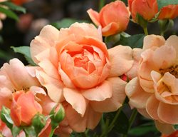 At Last Rose, At Last Rosa, Shrub Rose
Proven Winners
Sycamore, IL