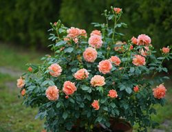 At Last, Rose Shrub, Pink Blooms
Proven Winners
Sycamore, IL