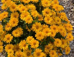 Athena Gold False Sunflower, Heliopsis Helianthoides
Proven Winners
Sycamore, IL