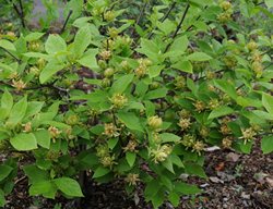 Athens Sweetshrub, Calycanthus Floridus
Millette Photomedia
