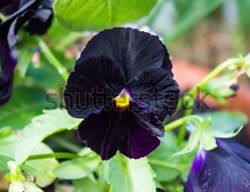 Atlas Black Pansy, Black Pansy Flower
Flickr
