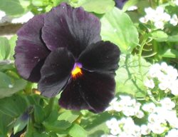 Atlas Black Pansy, Black Pansy Flower
Flickr
