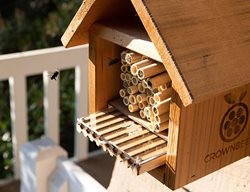 Attract Native Bees
Garden Design
Calimesa, CA