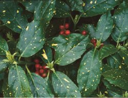 Aucuba
Garden Design
Calimesa, CA