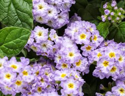 Augusta Lavender Heliotrope, Heliotropium Hybrid
Proven Winners
Sycamore, IL