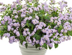 Augusta Lavender Heliotrope In Container, Lavender Heliotrope
Proven Winners
Sycamore, IL