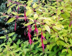 Aurea Fuchsia, Fuchsia Magellanica
Millette Photomedia
