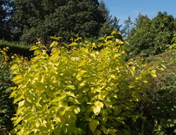 Aurea Tatarian Dogwood, Cornus Alba
Shutterstock.com
New York, NY