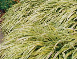 Aureola Hakone Grass, Golden Variegated Hakone Grass, Hakonechloa Macra
Proven Winners
Sycamore, IL