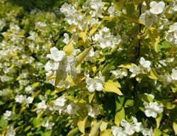 Aureus Mock Orange, Philadelphus Coronarius 'aureus'
Shutterstock.com
New York, NY