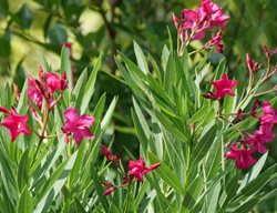 Austin Pretty Limits Oleander, Nerium Oleander, Flowering Shrub
Proven Winners
Sycamore, IL