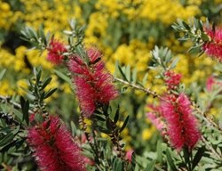 Australian Plants, Native Plants
The Huntington Library, Art Collections, and Botanical Gardens
