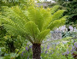 Australian Tree Fern, Cyathea Cooperi
Shutterstock.com
New York, NY