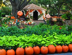 Autumn At The Arboretum
Garden Design
Calimesa, CA