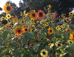 Autumn Beauty, Sunflower Mix
American Meadows
