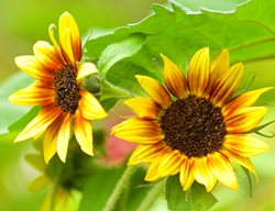 Autumn Beauty Sunflower, Sunflower, Helianthus Annuus
Garden Design
Calimesa, CA