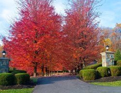 Autumn Blaze Maple, Acer X Freemanii
Shutterstock.com
New York, NY