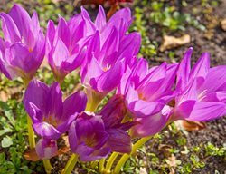 Autumn Crocus, Fall Crocus, Colchicum
Shutterstock.com
New York, NY
