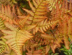 Autumn Fern, Dryopteris Erythrosora
Garden Design
Calimesa, CA