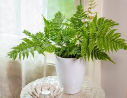 Autumn Fern, Dryopteris Erythrosora
Proven Winners
Sycamore, IL