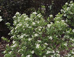 Autumn Magic Aronia, Black Chokeberry Bush
Millette Photomedia
