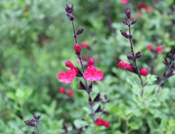 Autumn Sage, Salvia Greggii
Shutterstock.com
New York, NY