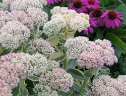 Autumn Stonecrop, Sedum Autumn Charm
Plant Paradise Country Gardens
Caledon, ON