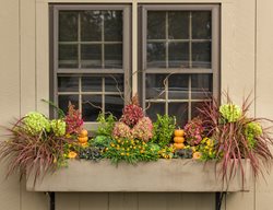 Autumn Window Box, Autumn Plants
Proven Winners
Sycamore, IL