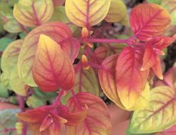 Autumnale Fuchsia Leaves, Hybrid Fuchsia Plant
Proven Winners
Sycamore, IL