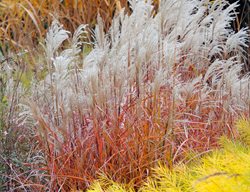 Avoid Cutting Ornamental Grasses & Hydrangeas
Garden Design
Calimesa, CA