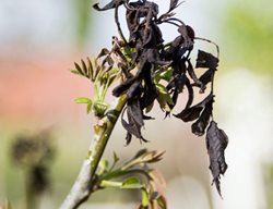 Avoid Pruning After Frosts
Garden Design
Calimesa, CA