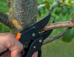Avoid Pruning Trees & Shrubs; Cut Back On Watering
Garden Design
Calimesa, CA