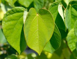 Avondale Redbud Leaves, Cercis Chinensis
Shutterstock.com
New York, NY