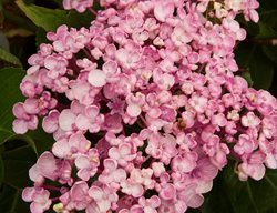 Ayesha Hydrangea, Hydrangea Macrophylla
Garden Design
Calimesa, CA