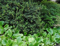 Azalea And Bergenia
Garden Design
Calimesa, CA