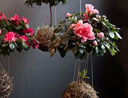 Azalea
Garden Design
Calimesa, CA