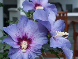 Azurri Blue Satin Rose Of Sharon, Hibiscus Syriacus
Proven Winners
Sycamore, IL