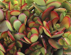 Baby Jade Plant, Crassula Ovata
Proven Winners
Sycamore, IL