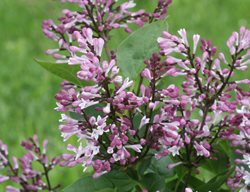 Baby Kim Lilac, Purple Lilac, Dwarf Lilac Bush
Proven Winners
Sycamore, IL
