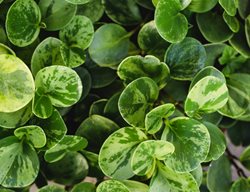 Baby Rubber Plant, Peperomia Obtusifoliato
Shutterstock.com
New York, NY