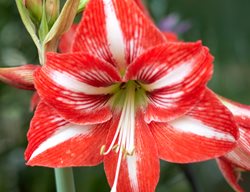 Baby Star Amaryllis, Hippeastrum
Shutterstock.com
New York, NY