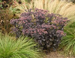 'back In Black' Sedum, Sedum Hybrid
Proven Winners
Sycamore, IL