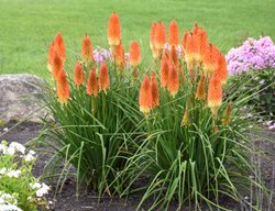 Backdraft Kniphofia, Red Hot Poker Plant
Proven Winners
Sycamore, IL